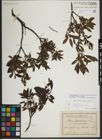 Foto von Salix lapponum L.